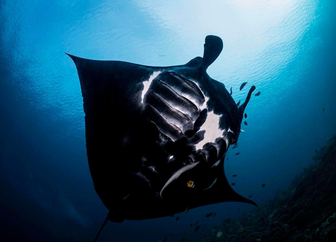 Manta Sandy, Dampier Strait, Raja Ampat