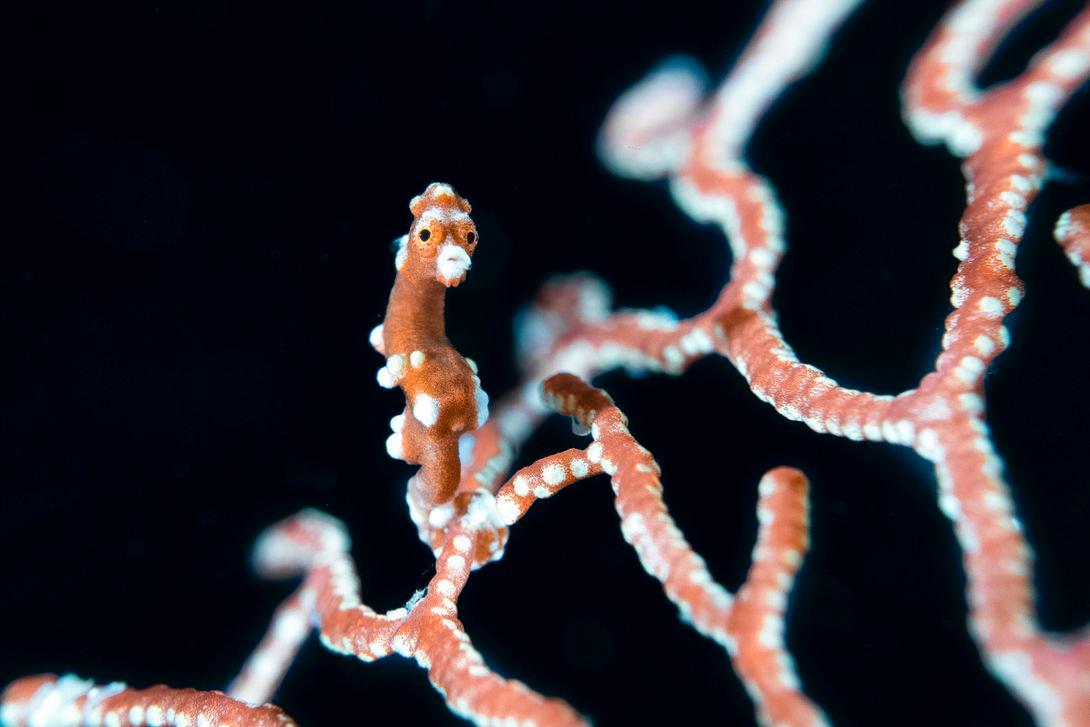 Farondi Cave, Raja Ampat, Pygmy Seahorse