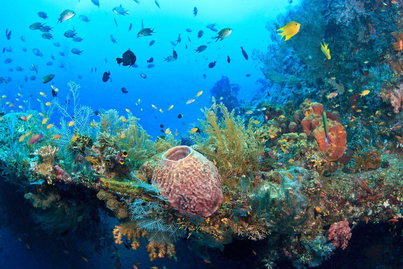 Bali Underwater