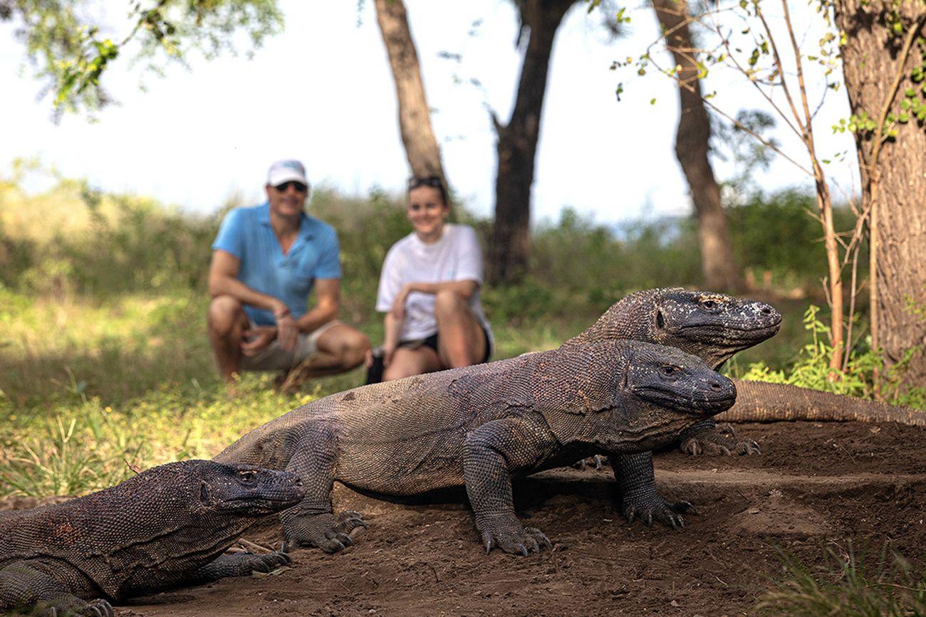 Komodo Dragon, Komodo Island, Komodo