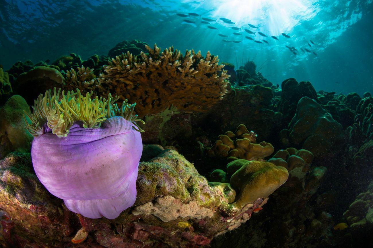 Melissas Garden, Raja Ampat