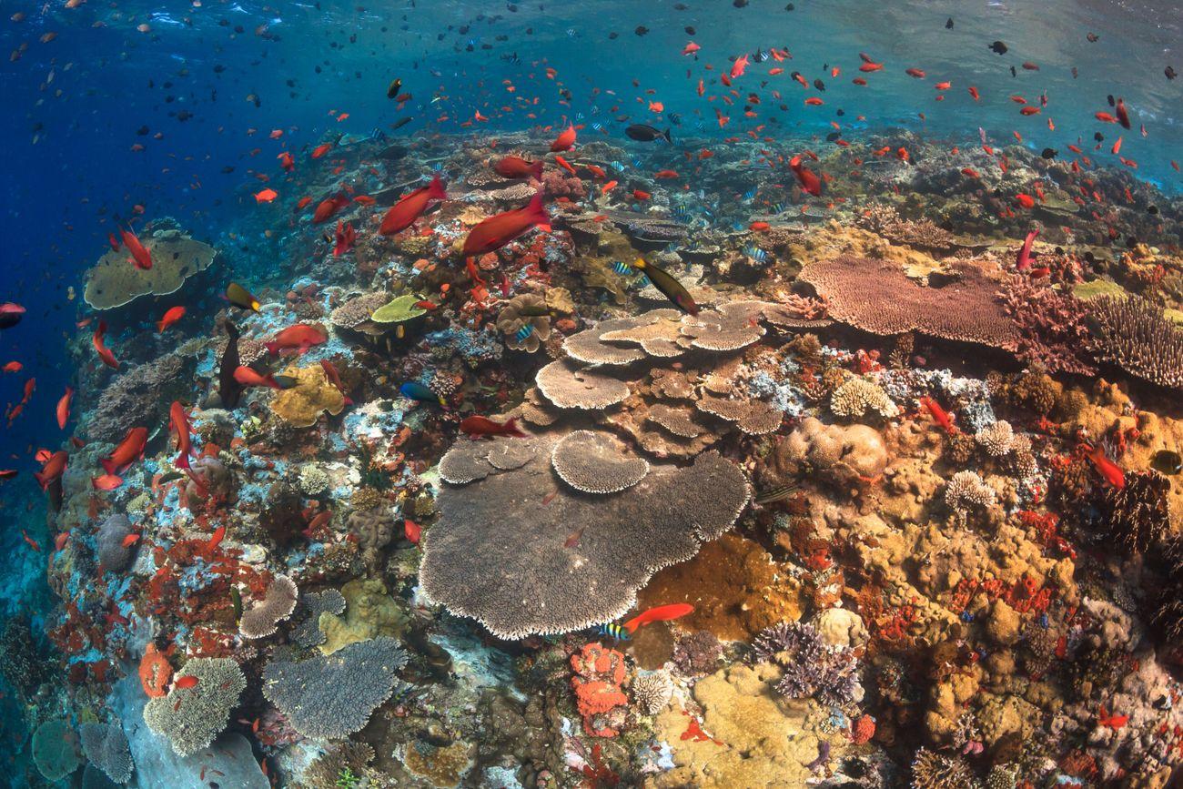 Sabolan Islands, Komodo