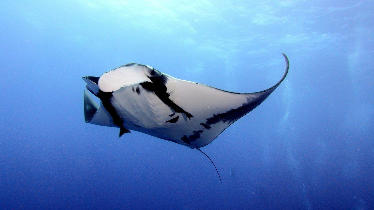 GPS Point, Manta Ray, Komodo