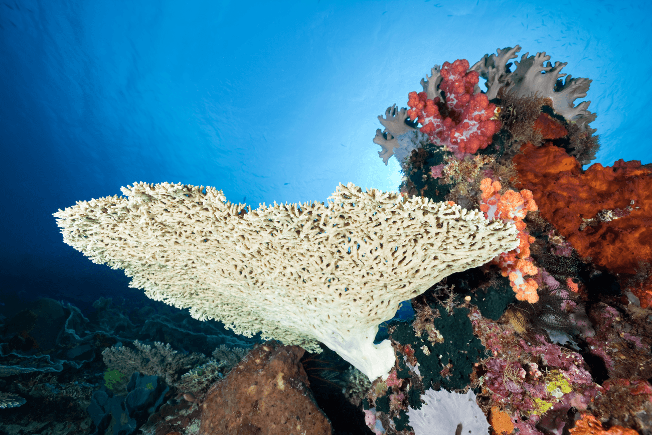 Tatawa Besar, Komodo