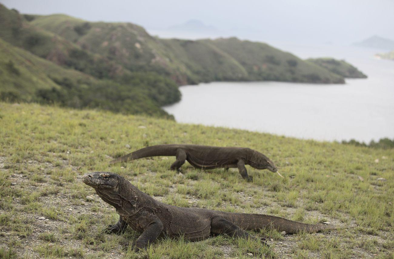 Komodo National Park, Komoso Island