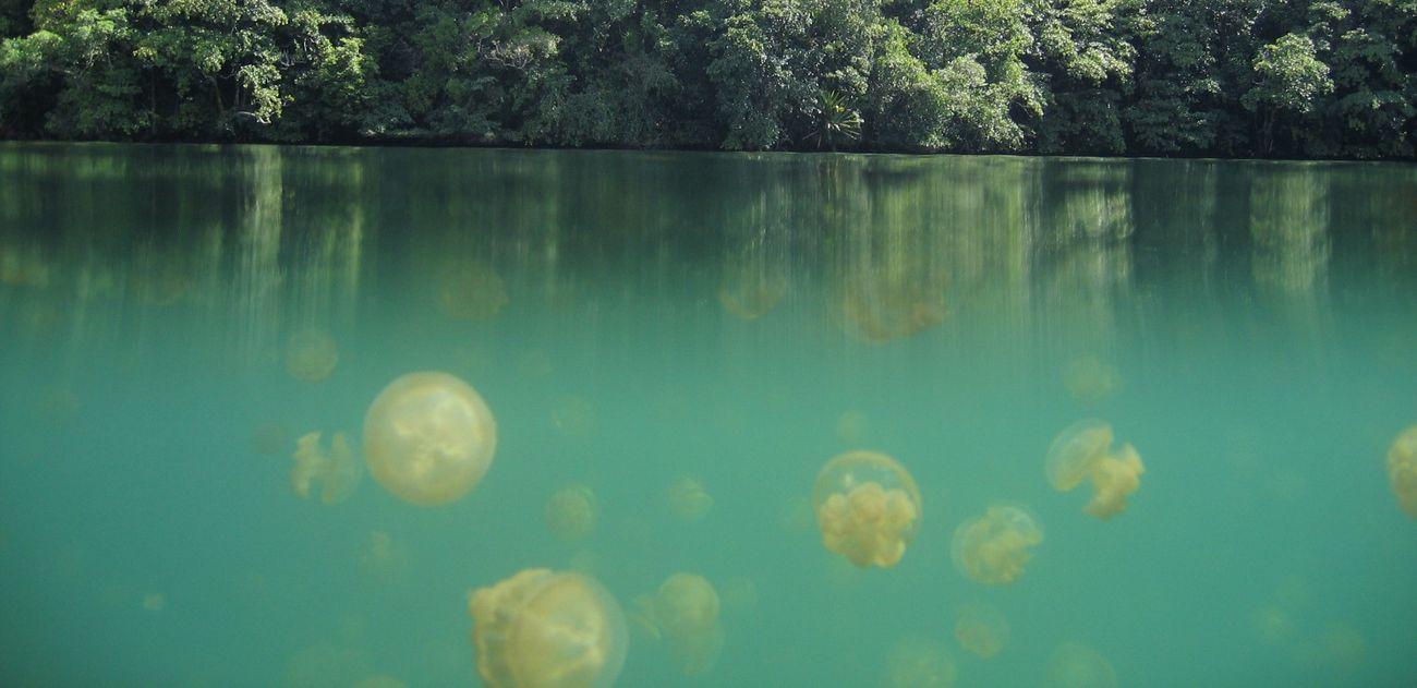 Jellyfish Lake, Misool