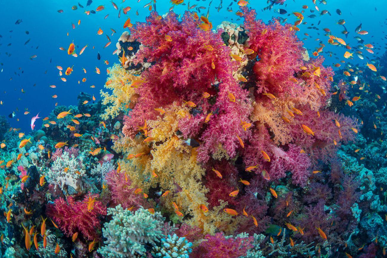 K2, Banta Island, Komodo