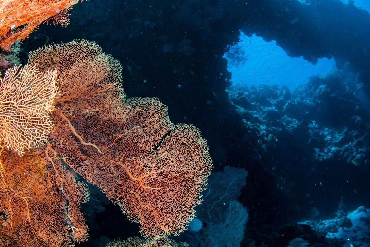 Pohon Miring, Banda Islands