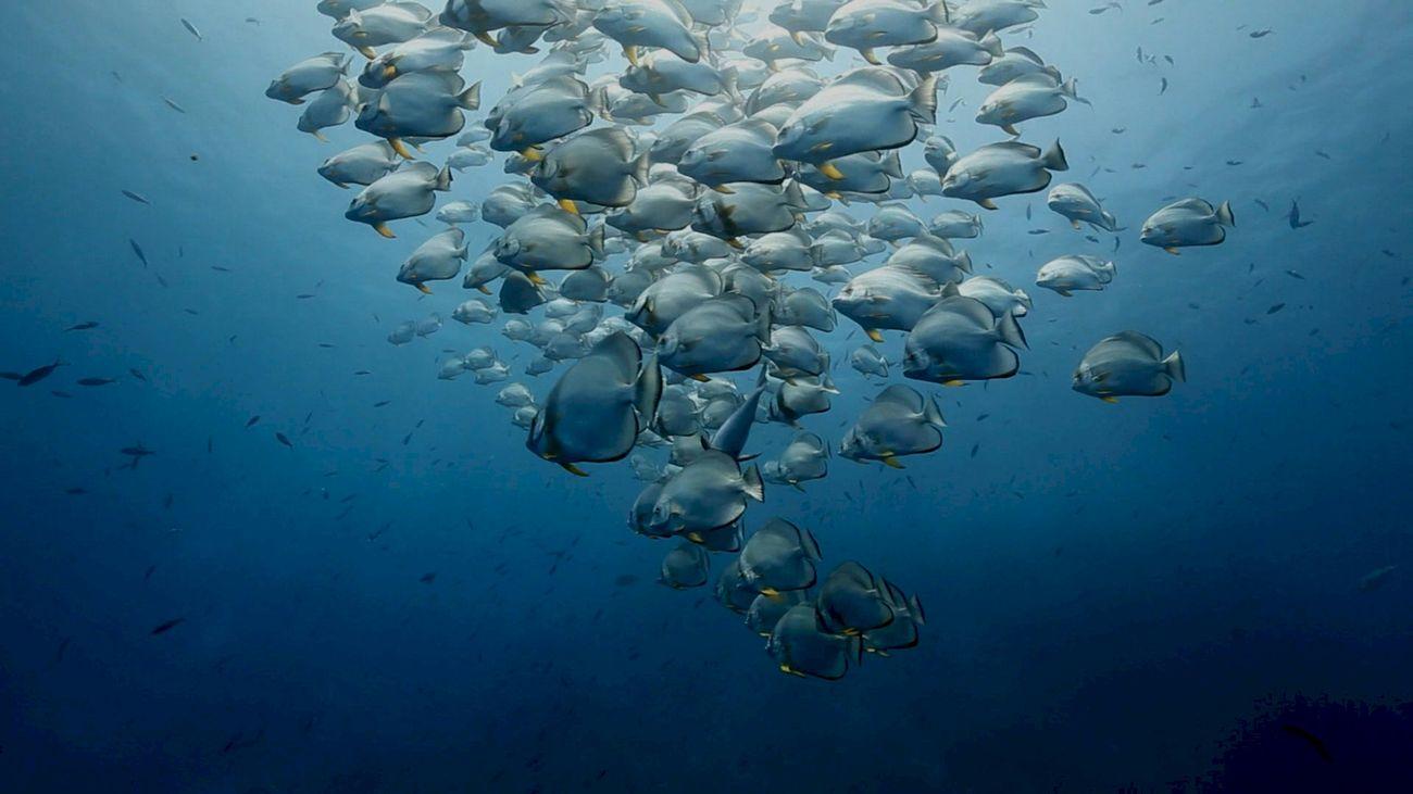 Too Many Fish, Maluku Islands