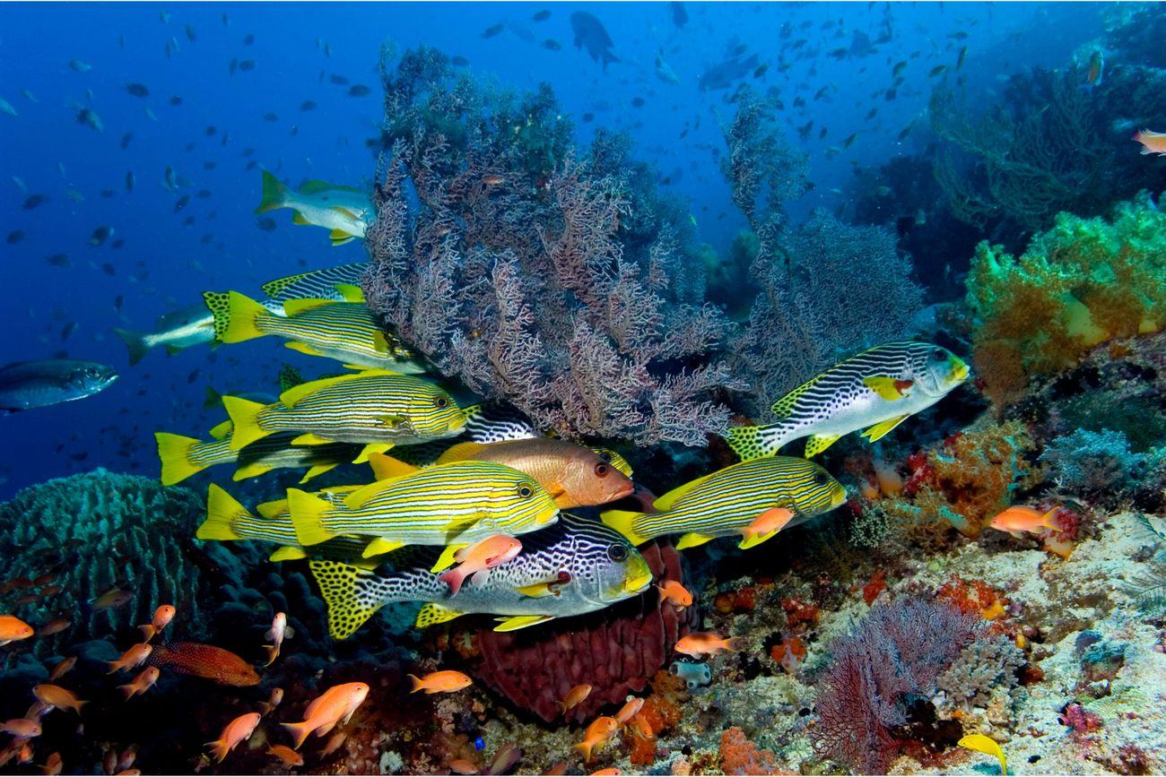 Tanjung Loh Sera, Komodo Island