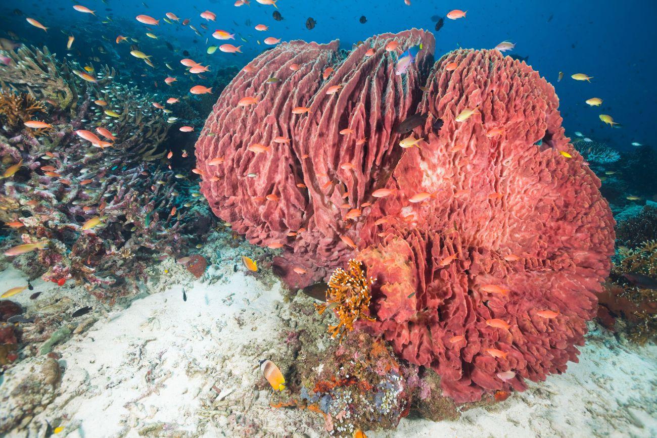 Angel Reef, Moyo Island