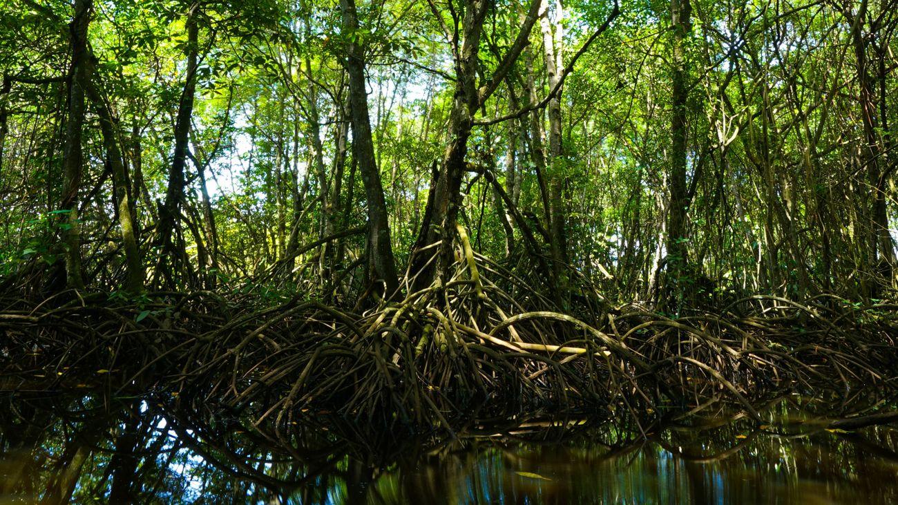 Mangroves, Raja Ampat