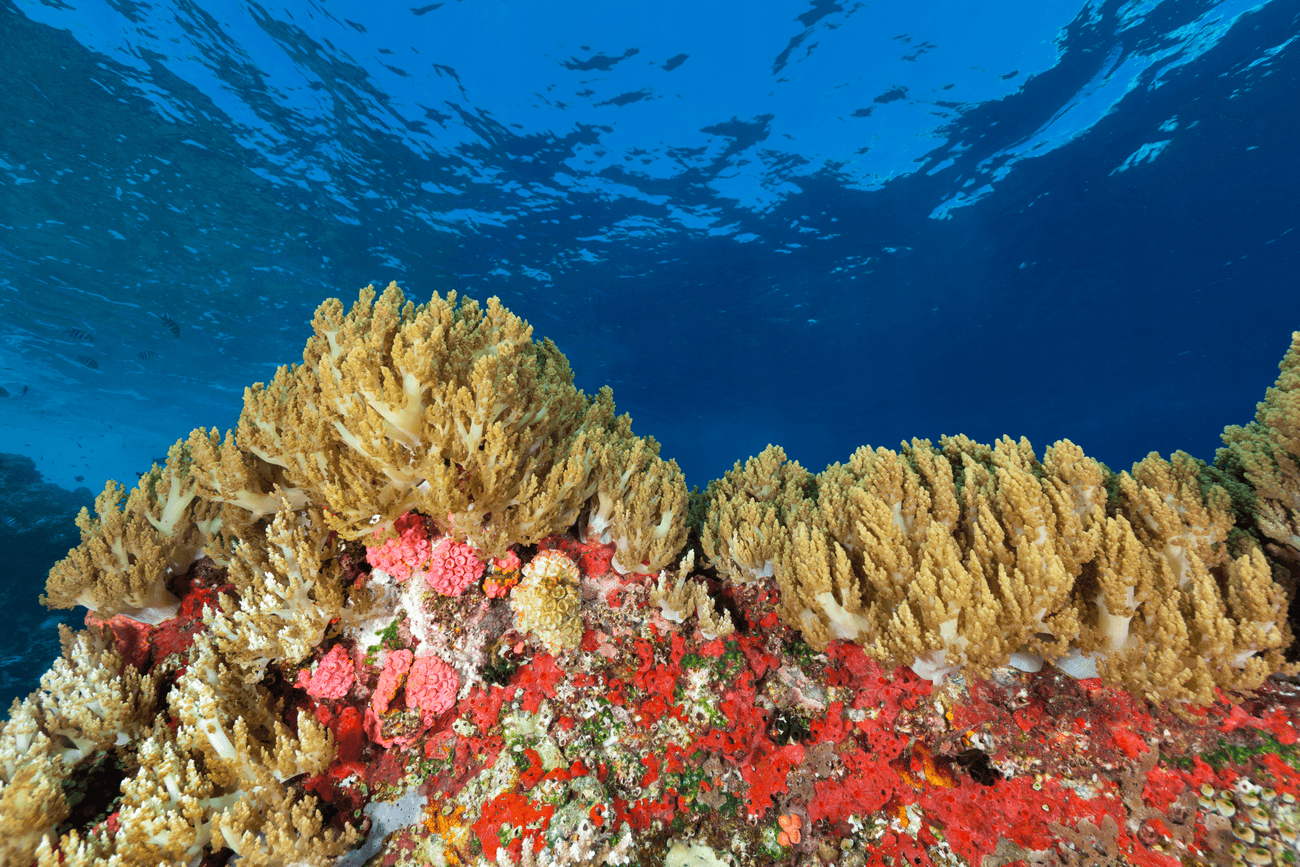 Crystal Rock, Komodo