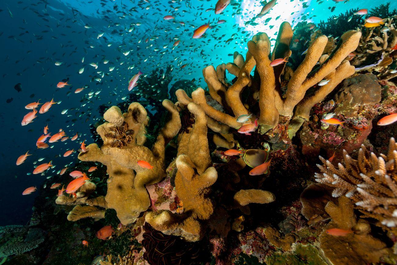 Sabolan Islands, Komodo