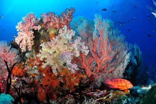 DIve site, Castle Rock, Komodo