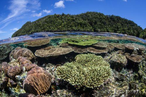 Cape Kri, Raja Ampat