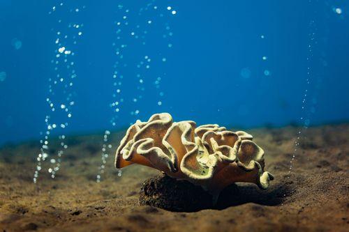 Hot Rocks, Sangeang Island, Sumbawa