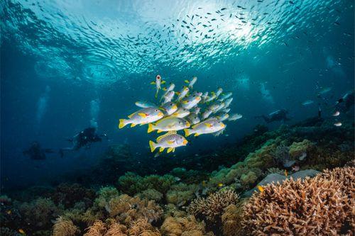 Melissas Garden, Raja Ampat