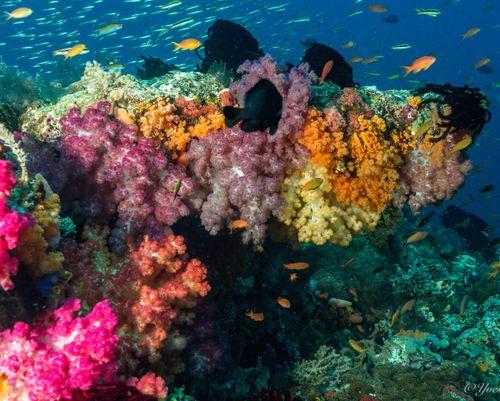 Triton Bay, Papua