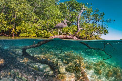 Mangroves, Yangeffo Island, Raja Ampat