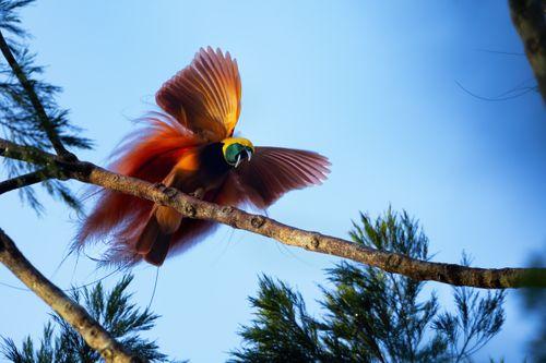 Bird of Paradise, Raja Ampat, Gam and Batanta