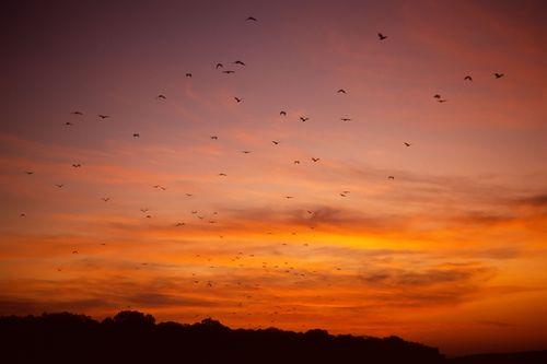 Sunset with flying foxes, Satonda Island