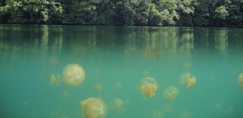 Jellyfish Lake, Misool