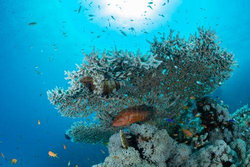 Too Many Fish, Maluku Islands