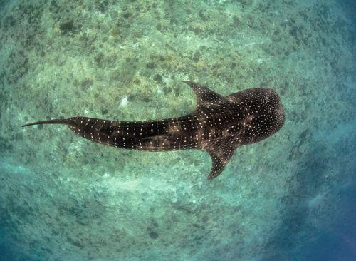 Whale Shark, Saleh Bay