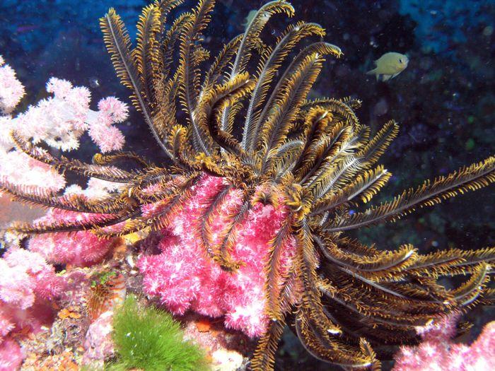 Cape Kri, Raja Ampat