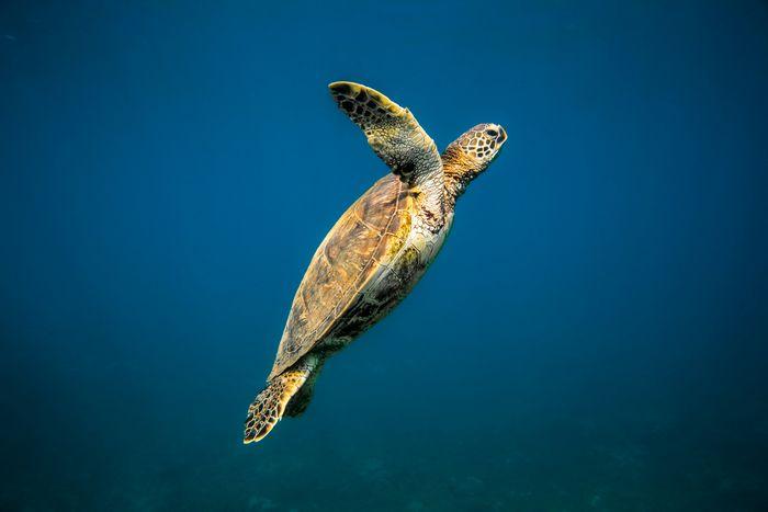 Turtle City, Komodo