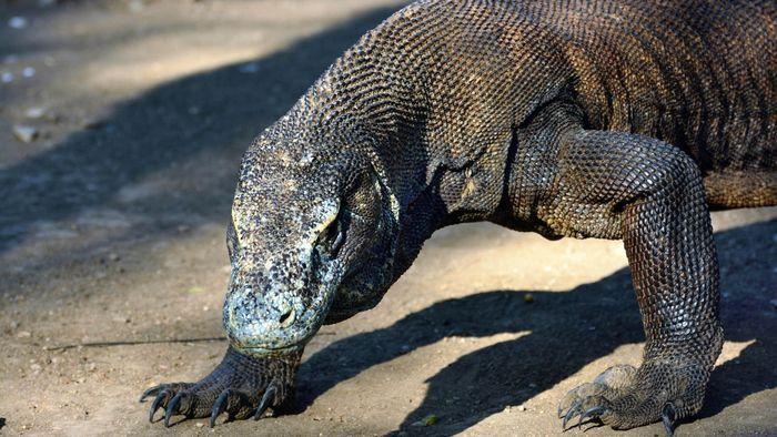 Komodo Dragon, Komodo Island, Komodo