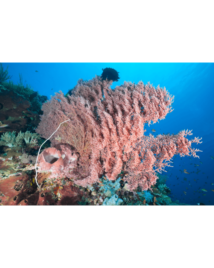 Komodo, Indonesia