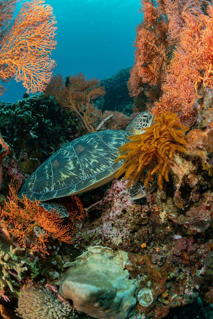 Cape Kri, Raja Ampat