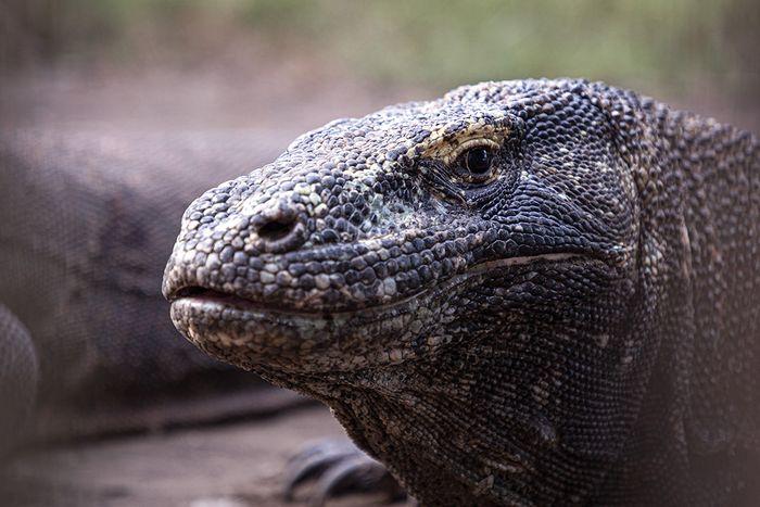 Komodo Dragon, Komodo Island, Komodo