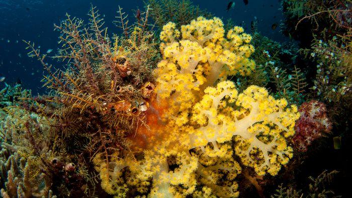 Yellow Wall of Texas, Komodo