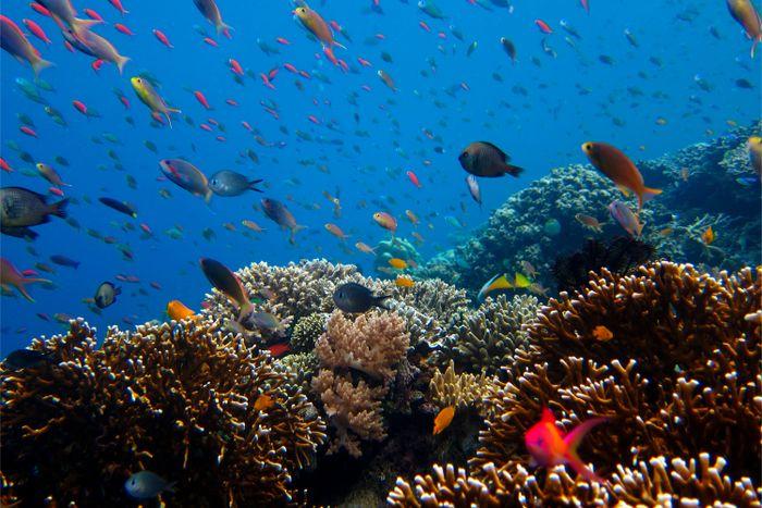 Bali Underwater