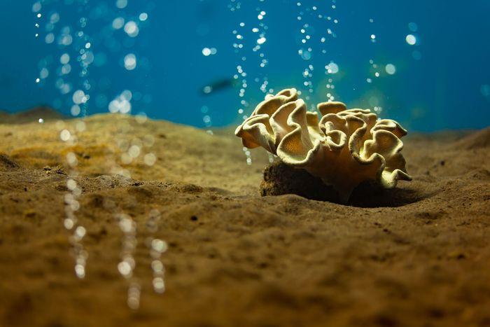 Hot Rocks, Sangeang Island, Sumbawa