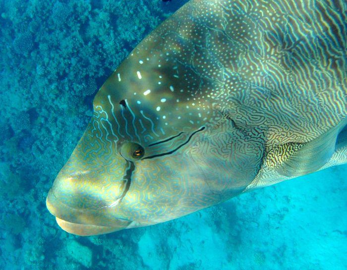 Napoleon Wrasse, Komodo, Indonesia