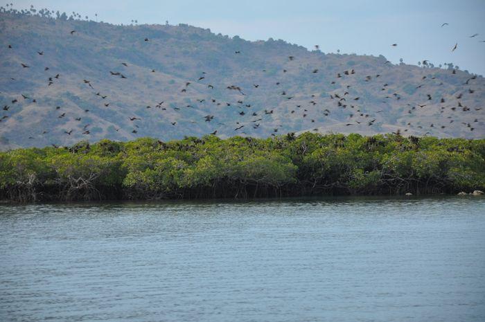 Kalong Island, Komodo