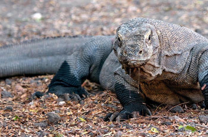 Komodo Dragon, Komodo Island, Komodo