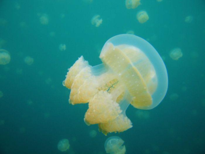 Jellyfish Lake, Misool