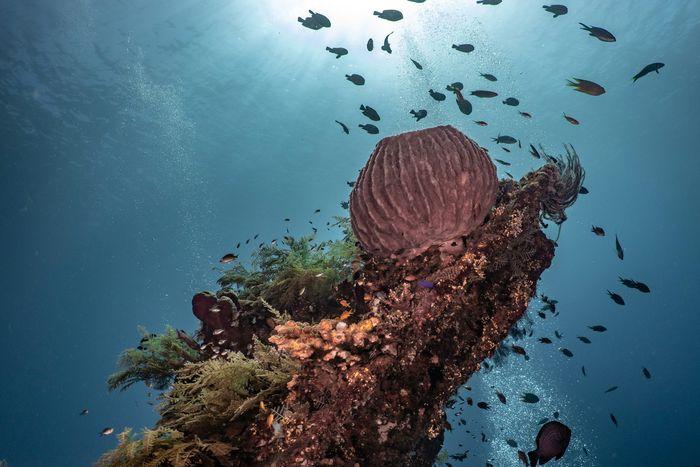 Tiga Dara, Padar Island, Komodo