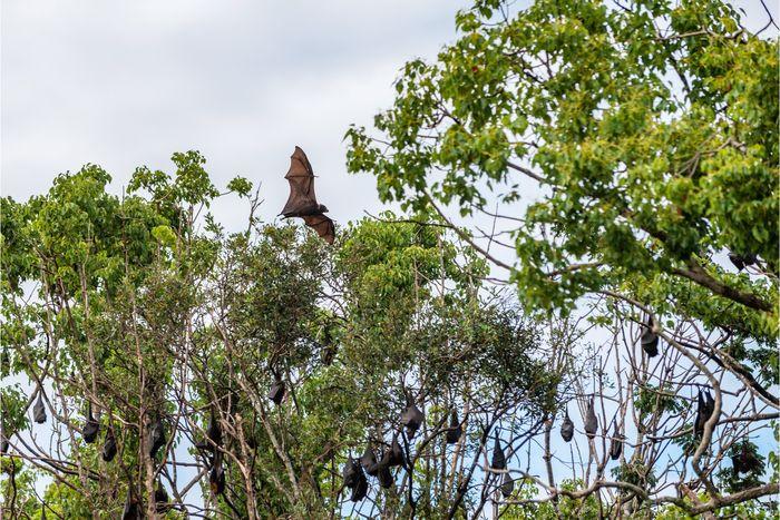 Sunset with flying foxes, Satonda Island