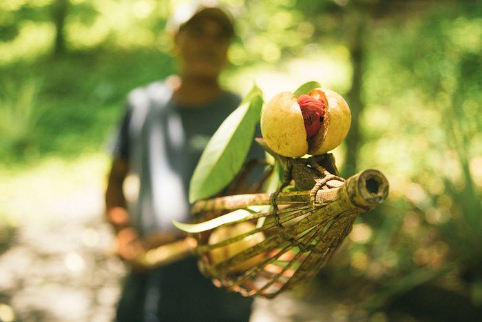 Nutmeg Plantation,Banda Neira, Maluku