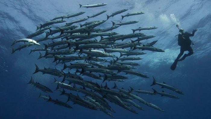 GPS Point, Komodo