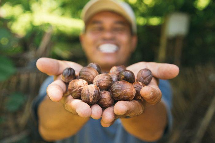 Nutmeg Plantation,Banda Neira, Maluku