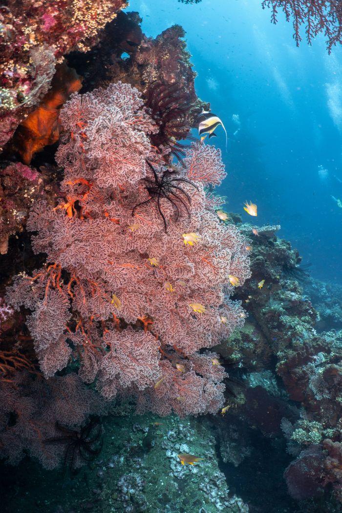 Batu Bolong, Komodo