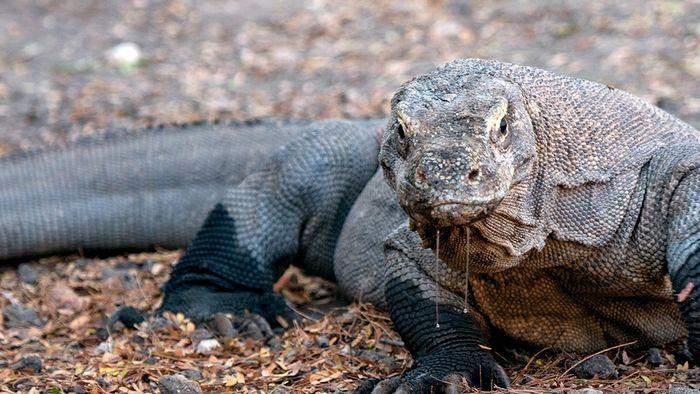 Komodo Dragon, Komodo