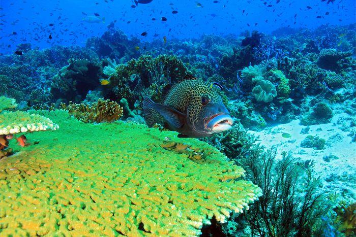 Lighthouse Reef, Gili Lawalaut